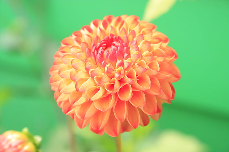Orange Petaled Flower Close-up, HD wallpaper