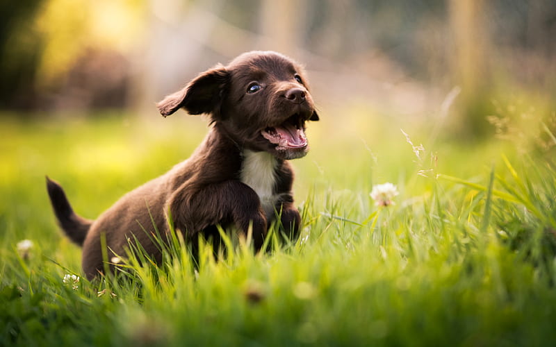 small puppy, spaniel, small dog, cute animals, nature, green grass, HD wallpaper