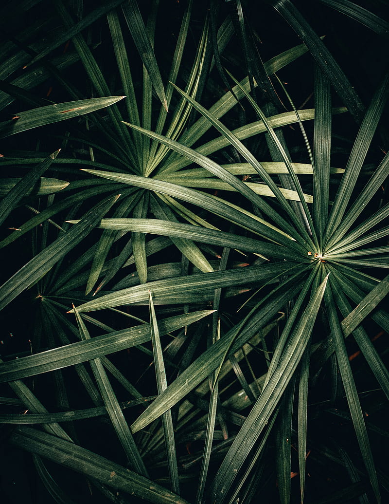 plant, bush, leaves, green, macro, HD phone wallpaper