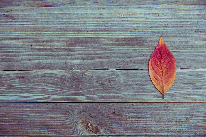 Leaf On Wood Plank Table, leaf, wood, graphy, table, HD wallpaper