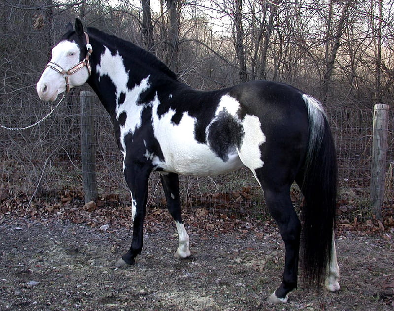 Black Overo, stallions, overo, paint, black, american, horses, HD wallpaper