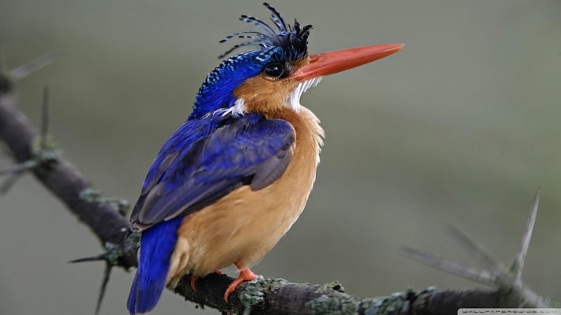 malachite kingfisher, kingfisher, bird, blue, malachite, HD wallpaper