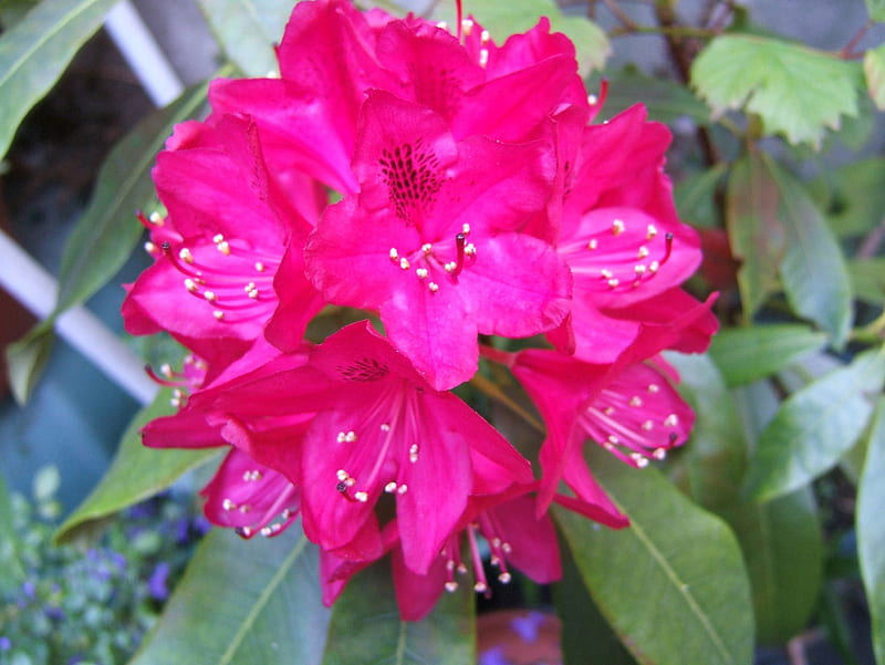 Red Rhododendron, nature, red flower, plant, rhododendron, HD wallpaper