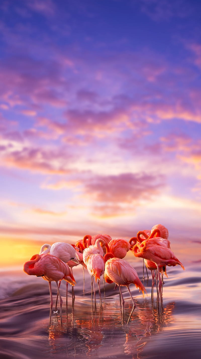 Flamingo siesta, apple, birds, iphone, nature, pink, sunset, HD phone wallpaper