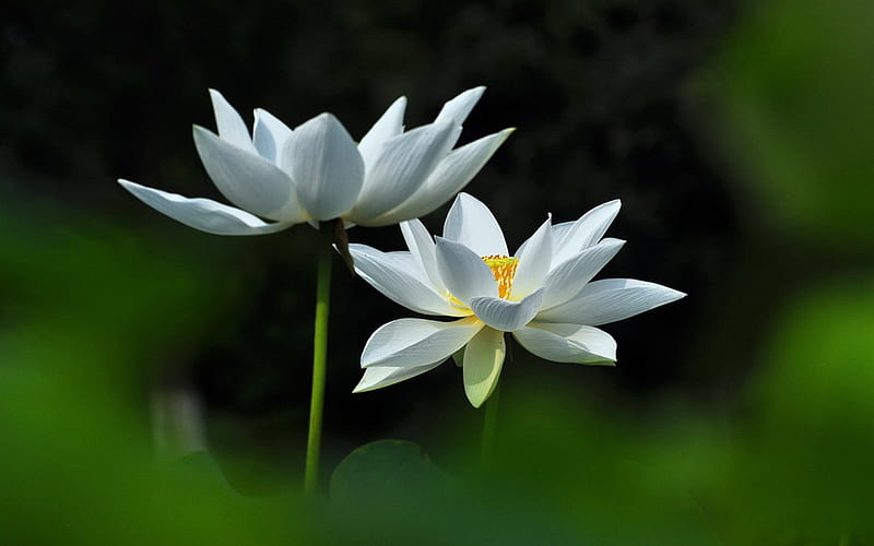 Joan powder Jade White Lotus-Flower graphy, HD wallpaper