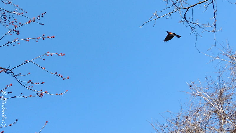 Flying Red Winged Blackbird, red winged blackbird, blue sky, bird, flight, flying, HD wallpaper