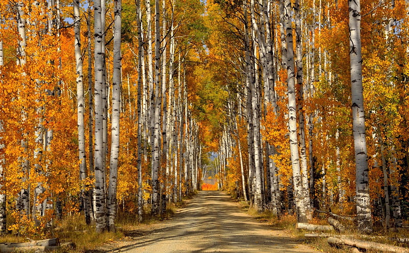 Birch Forest in Autumn, birch forest, autumn, nature, forests, HD ...