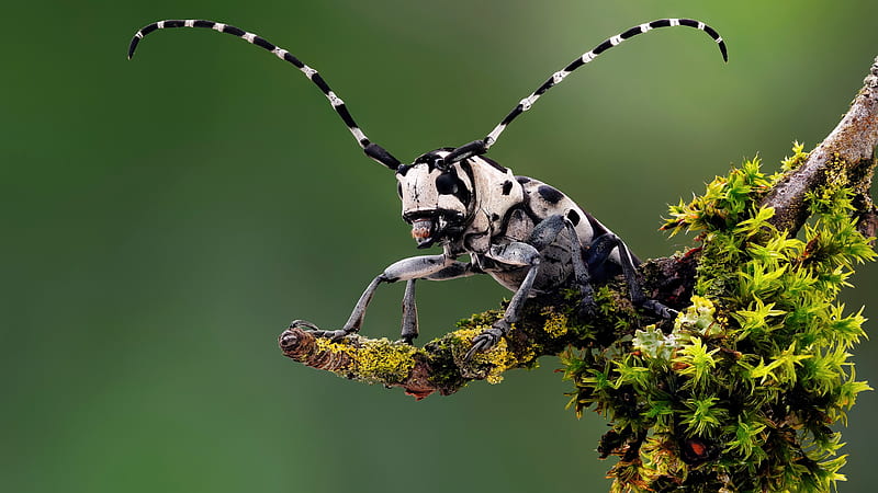 Longhorn Beetle, longhorn, animal, outdoors, insect, beetle, HD wallpaper