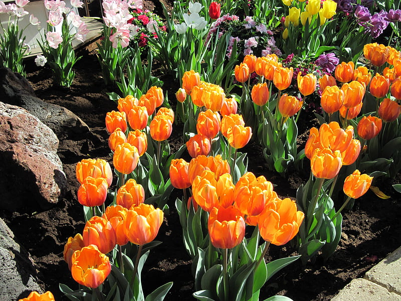 Tulips are spring-blooming 01, Tulips, graphy, Garden, purple, Orange, Green, yellow, Flowers, HD wallpaper