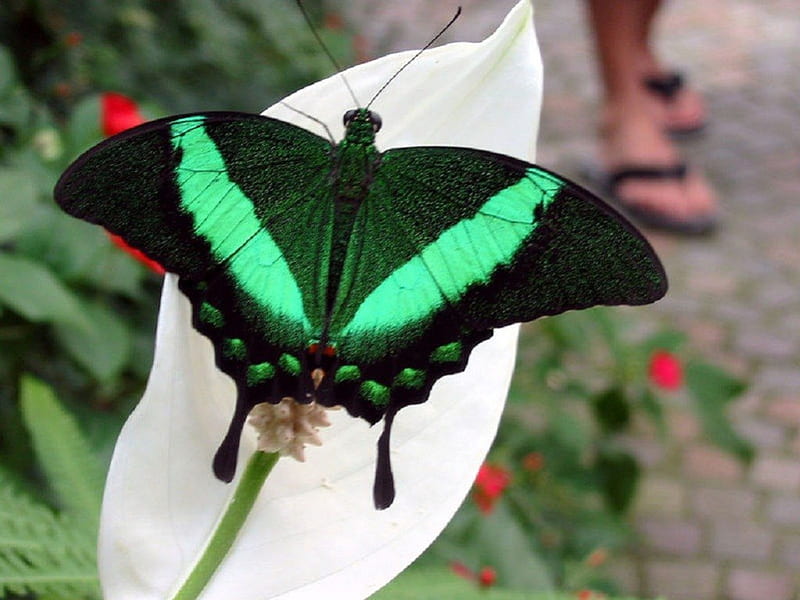 GREEN SWALLOWTAIL, pretty, insect, bonito, butterfly, HD wallpaper