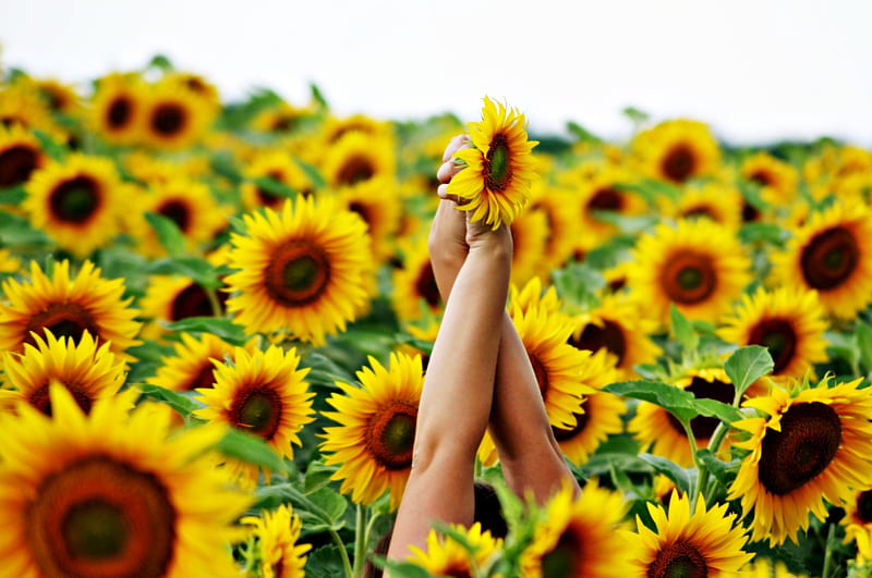Reaching for Sunshine, hands, arms, reaching, sunflowers, field, HD wallpaper