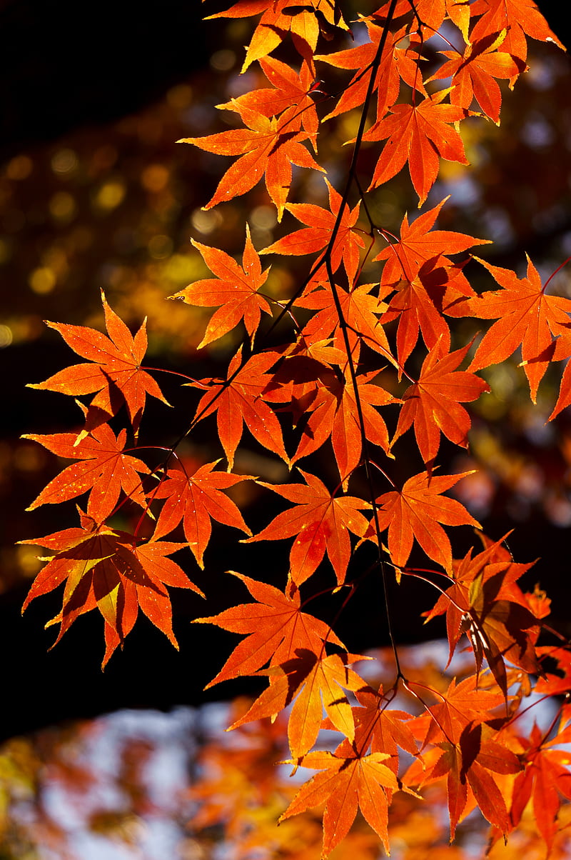 maple, leaves, autumn, branch, HD phone wallpaper