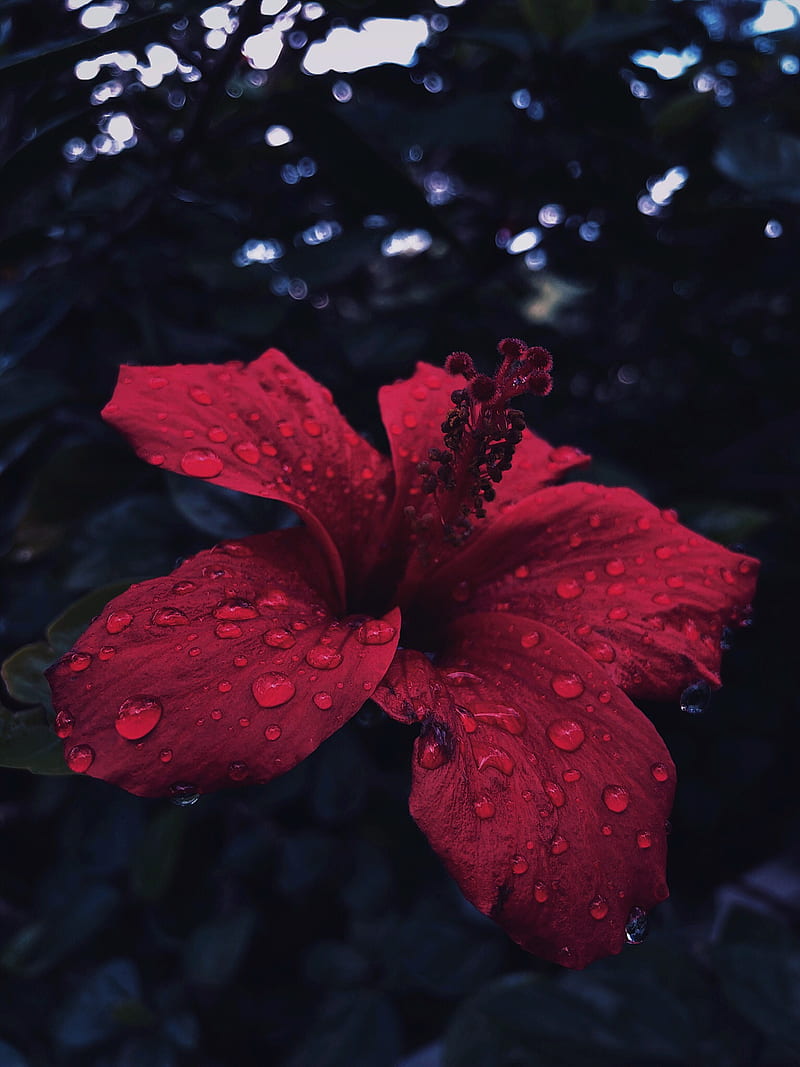 flower, hibiscus, nature, rain, raindrops, red, HD phone wallpaper
