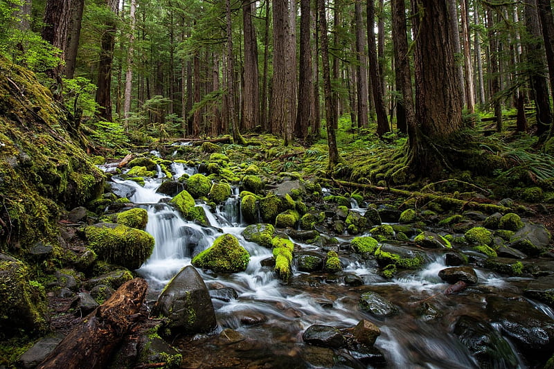 Mossy Enchanted Forest, Trees, Streams, Forests, Moss, Rivers, Nature, HD wallpaper