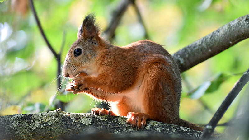 Red Squirrel With Black Eyes Is Standing On Branch Of Tree Squirrel, HD wallpaper