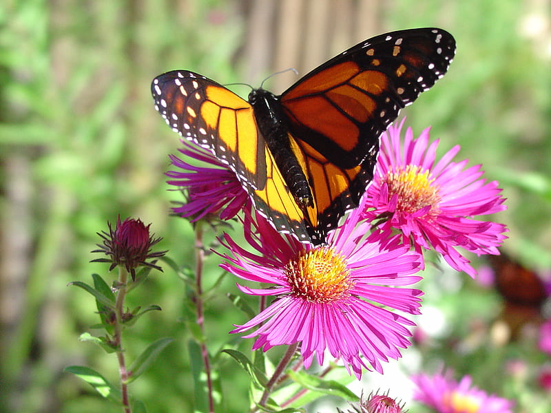 Monarch on migration, maine, september, butterfly, monarch, HD wallpaper
