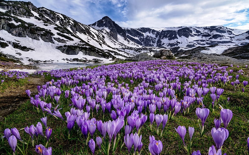 Rila Mountains, Bulgaria, crocus, snow, national park, flowers, spring, HD wallpaper