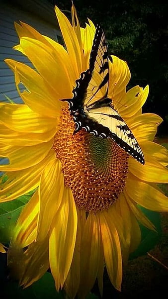 5500 Sunflower With Butterfly Stock Photos Pictures  RoyaltyFree  Images  iStock