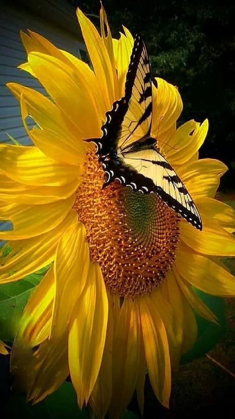 Sunflower, butterfly, HD phone wallpaper