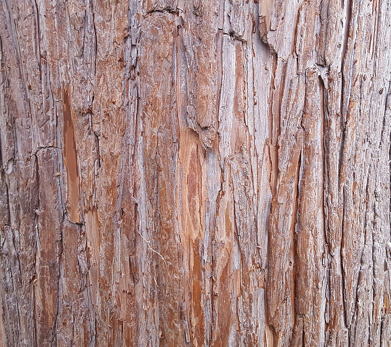 Tree bark, bark, brown, day, grain, lumber, moss, natural, park, pattern, plant, plants, sun, texture, tree, wood, HD wallpaper