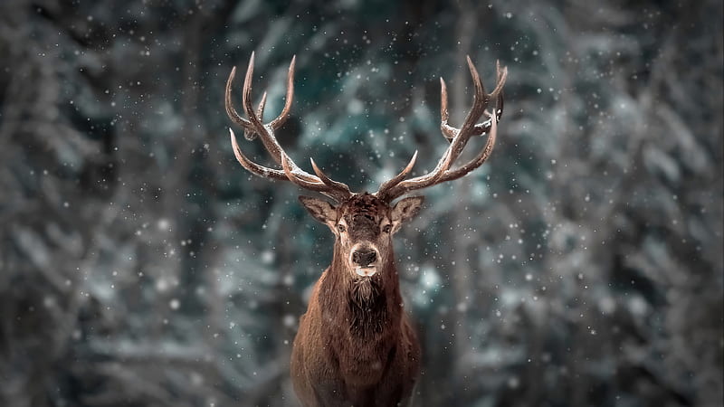 Reinderr Snow , reindeer, snow, animals, HD wallpaper