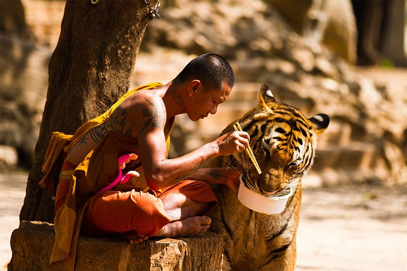Tiger, Monk, Religious, HD wallpaper
