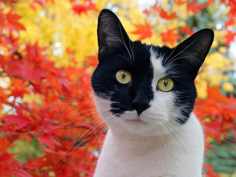 Autumn kitten, calico, feline, mkitten, mautumn, nature, cat, HD wallpaper