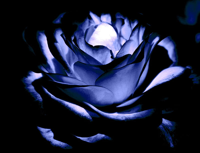 1920x1080px, 1080P free download | Midnight Blue Rose.., night time ...