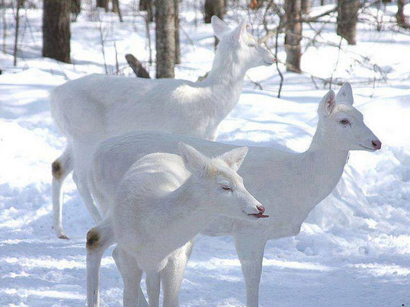 Rare-and-Amazing-White-Deer, Spitfire, DeSota, Ford, Chimo, HD wallpaper