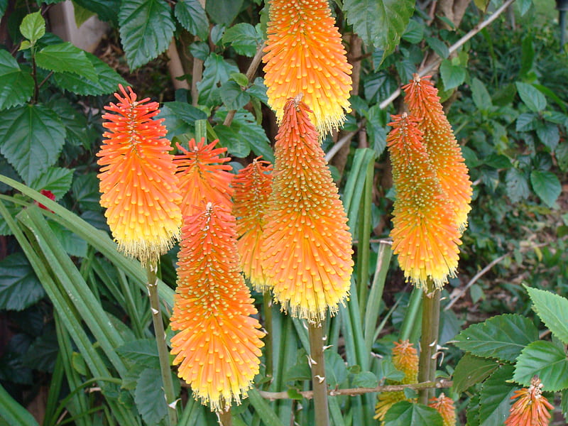 Red Hot Pokers, kniphofia, showy flowers, food for honey-suckers, HD wallpaper
