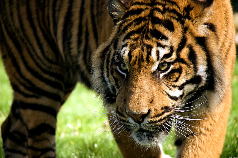 Tiger, pretty, wonderful, stunning, grass, bonito, animal, nice, wild,  animals, HD wallpaper | Peakpx