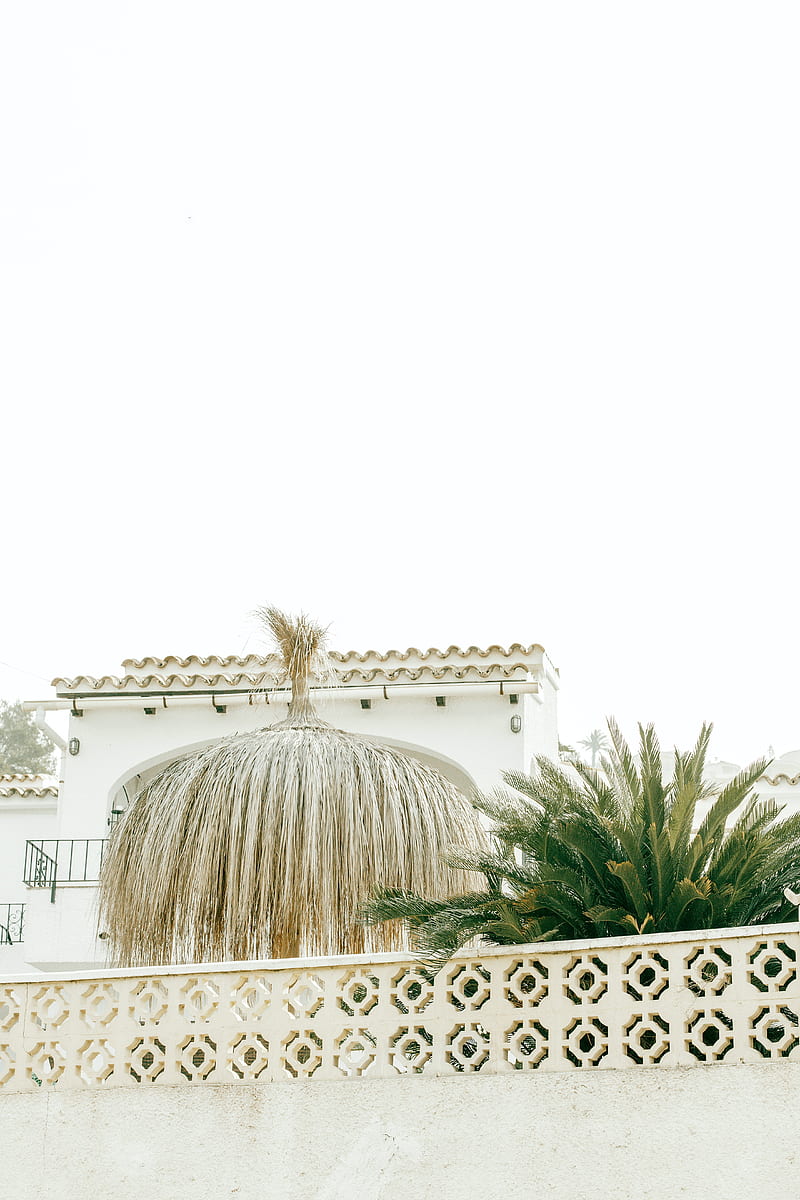 palm tree, plants, leaves, fence, architecture, white, HD phone wallpaper