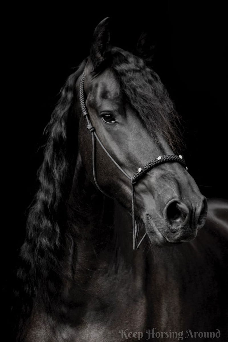 Horse black bess hi-res stock photography and images - Alamy