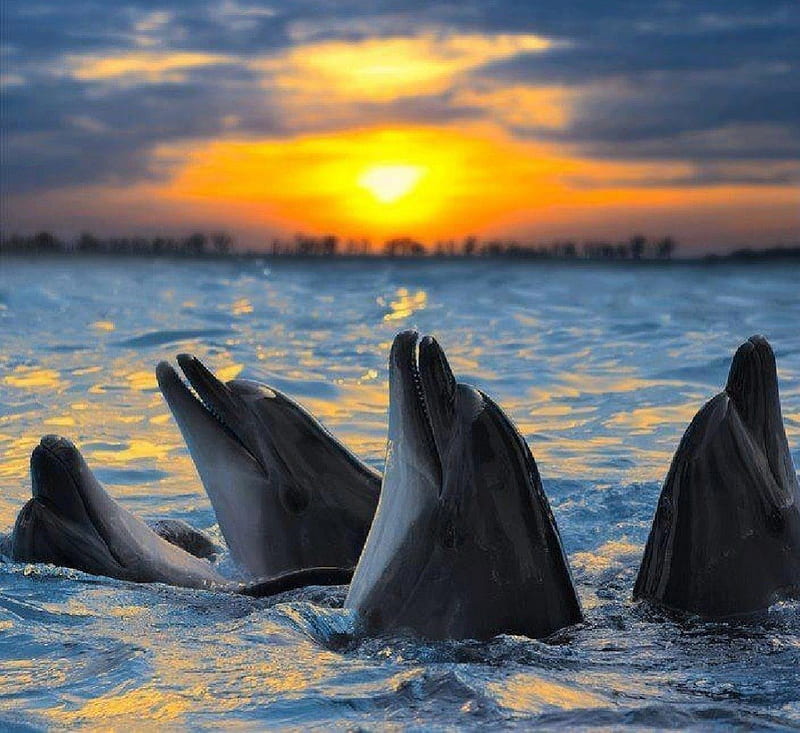 Singing dolphins, dolphins, nature, sunset, singing, animals, sea, HD  wallpaper | Peakpx