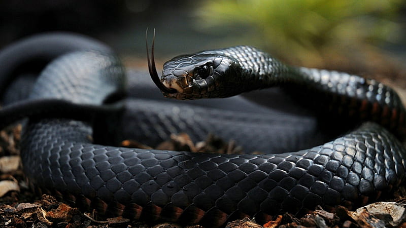 Snake attack 3d dark black attack black mamba animal snake HD  wallpaper  Peakpx