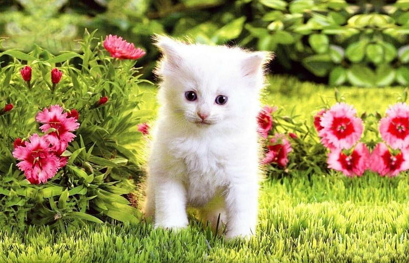 White kitten, grass, cat, animal, cute, green, summer, flower, garden, nature, kitten, white, pink, HD wallpaper