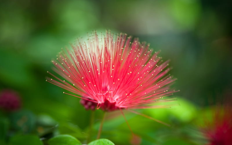 Red Mimosa Flower-, HD wallpaper