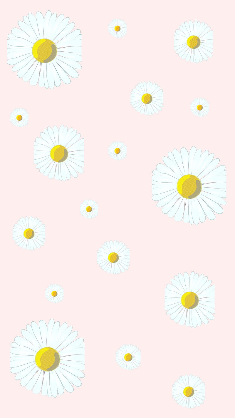 Daisy 2 flower pastel pink soft stills white HD phone wallpaper   Peakpx