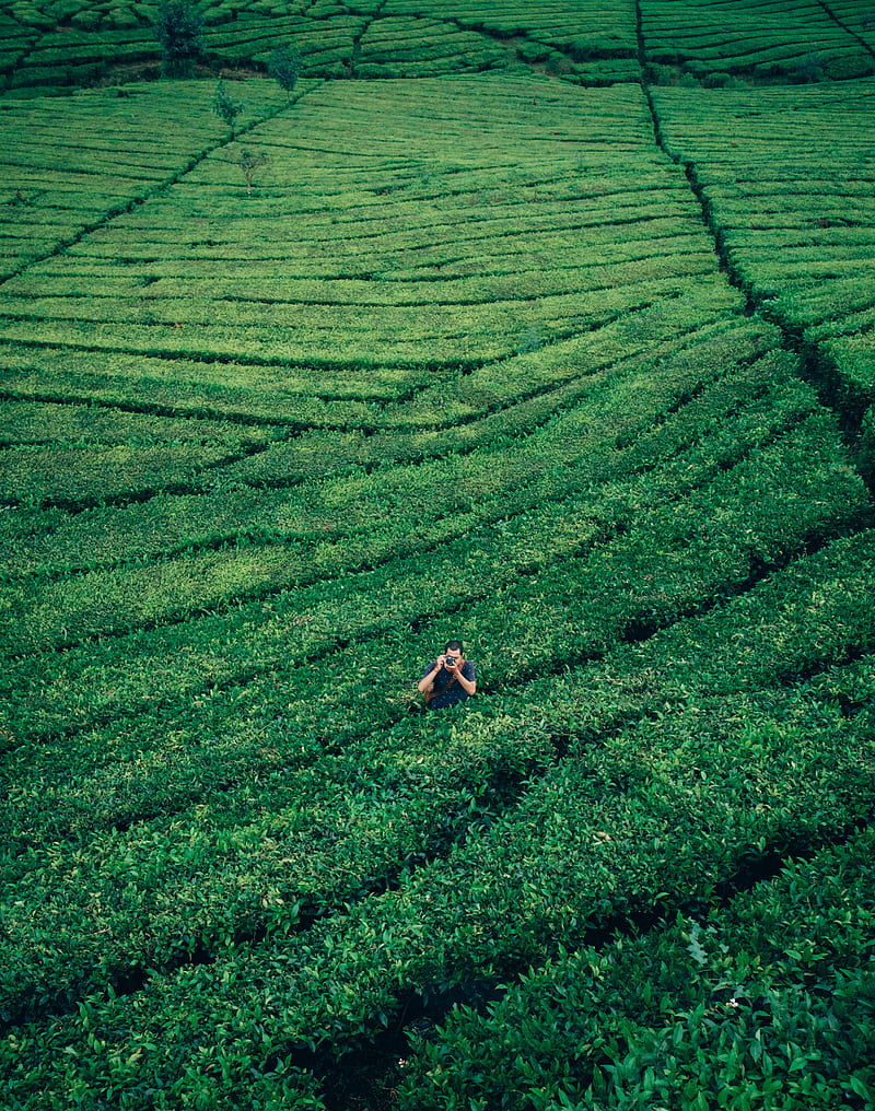 aerial graphy of man in middle of plant field holding camera, HD phone wallpaper