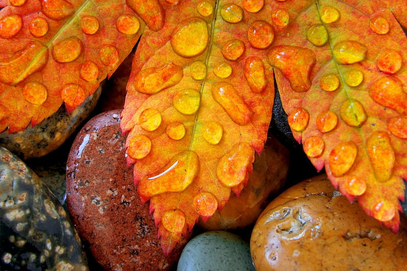 Waterdrops on leaf, fall, autumn, lovely, colors, bonito, drops, leaf, stones, water, splendor, peaceful, season, HD wallpaper