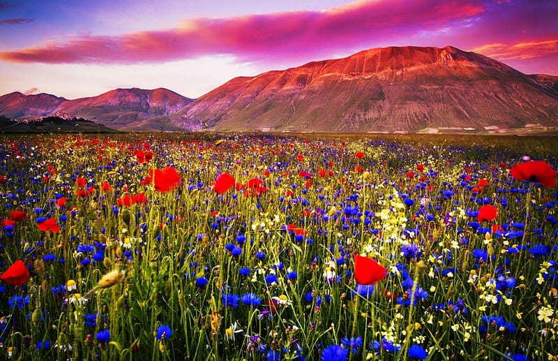 Mountain wildflowers, rocks, colorful, bonito, sky, clouds, mountain, wildflowers, summer, meadow, HD wallpaper