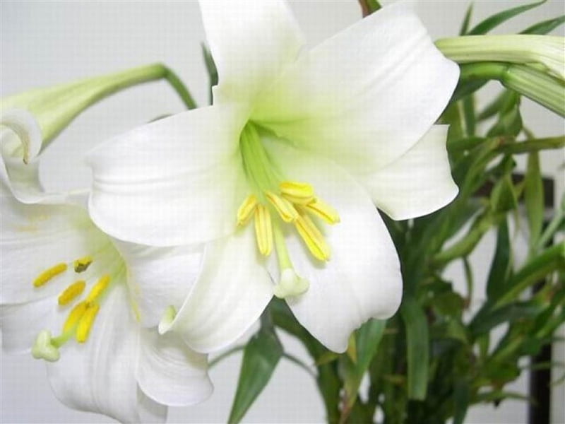 Pretty lilies, bulbs, lilies, bonito, spring flowers, nature, lilium, white, HD wallpaper