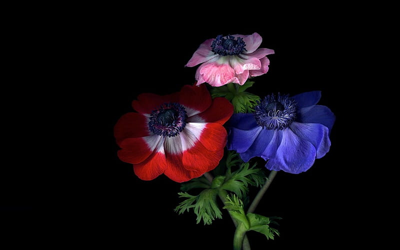 Poppies, red, poppy, background, black, spring, leaf, green, flower, pink, blue, HD wallpaper