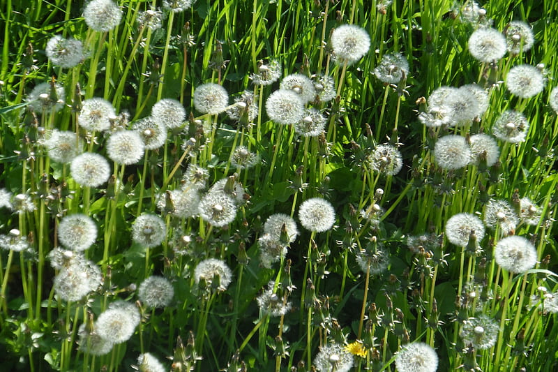 Dandilion field, flower, tanpopo, field, dandilion, HD wallpaper | Peakpx