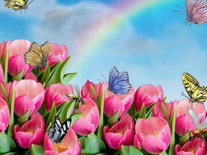 Rainbow, flowers, butterflies, abstract, sky, HD wallpaper | Peakpx