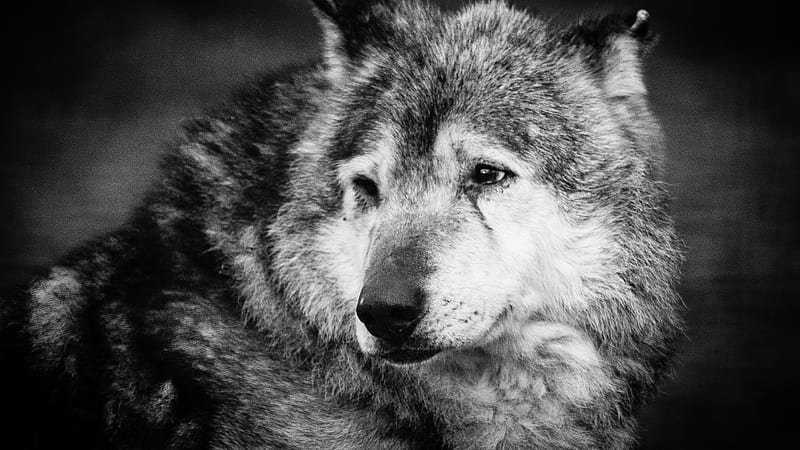 Animal Wolf Black And White Animals, HD wallpaper