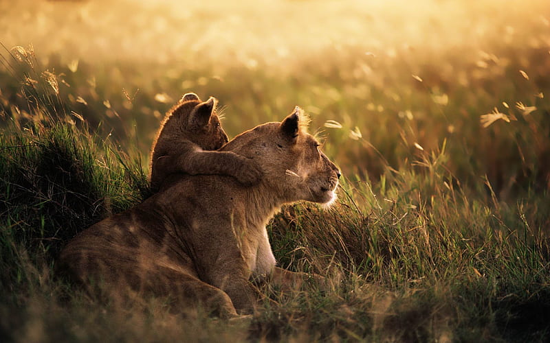 Lion of the Serengeti National Park-MAC OS X Mountain Lion, HD wallpaper
