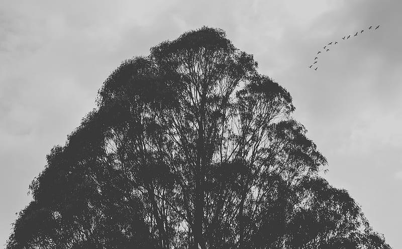 Tree Silhouette Ultra, Black and White, Tree, Birds, blackandwhite, HD wallpaper