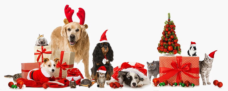 Merry Christmas!, red, craciun, christmas, caine, cat, pets, animal, cute, white, pisica, dog, HD wallpaper
