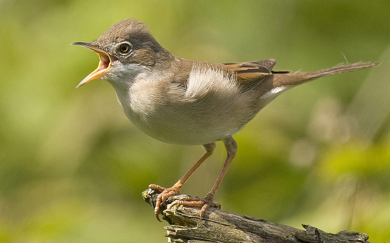 Come Here And Say That!, whitethroat, bird, branch, singing, HD wallpaper